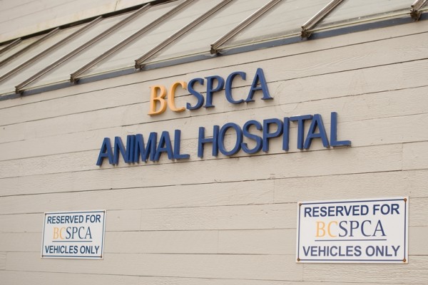 Free parking is available to customers in our BC SPCA Animal Hospital and BC SPCA Vancouver Branch parking lot.